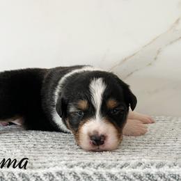 Paloma - Black tri-color female Australian Shepherd puppy in Kearney, Nebraska from Helix Aussies