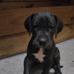 Ellie - Black female Great Dane puppy in Walker, Louisiana from La Rebel Danes