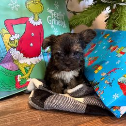 Male 2 - Tri-color male Yorkipoo puppy in Ludlow, Missouri from Countryside Doodles and Mohr