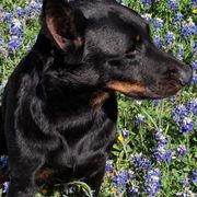 Beaucerons and Brussels Griffons from A Mes Cotes