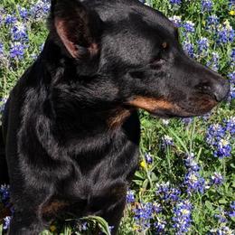 Beaucerons and Brussels Griffons from A Mes Cotes