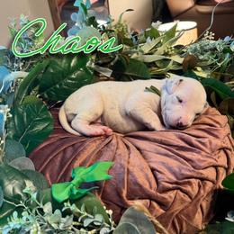 Chaos - White and black female Dalmatian puppy in Mount Vernon, Missouri from Spots & Spirals
