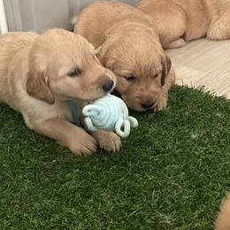 Golden Retriever Puppies from Warwick’s Central California Goldens