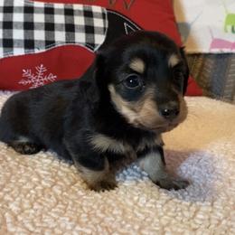 Simba - Black and cream male Dachshund puppy in Gladewater, Texas from Devoted Dachshunds