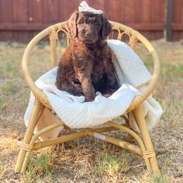 Goldendoodle Puppies from Dream A Little Doodle