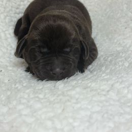Boy 7 - Chocolate male Labrador Retriever puppy in Stuart, Virginia from Russell Creek Labradors