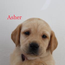 Labrador Retriever Puppies from Mahner Labs