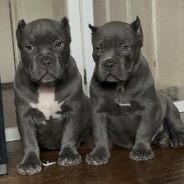 American Bully Puppies from M&M XL Bully Kennel
