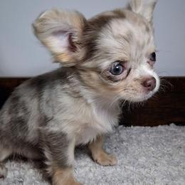Selah - Chocolate blue female Chihuahua puppy in Callao, Virginia from Grace & Glory Chihuahuas