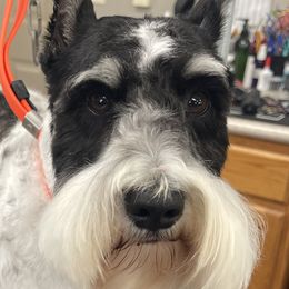 Miniature Schnauzers from Yuppy Puppy