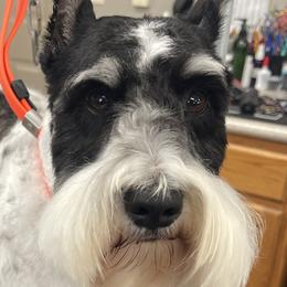 Miniature Schnauzers from Yuppy Puppy
