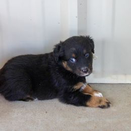 Boy 1 - Black tri-color male Australian Shepherd puppy in Iola, Texas from MK Aussies