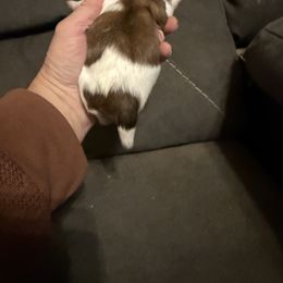 Zena - Sable and white female Shih Tzu puppy in Atoka, Oklahoma from Boggy Depot Cavaliers & Friends