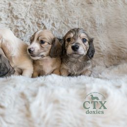 Dachshund Puppies from CTX Doxies