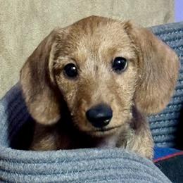 Dachshund puppies from Notori Dobermans