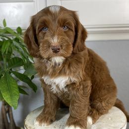 Asher - Caramel male Australian Labradoodle puppy in Elk Grove, California from Sacto Labradoodles