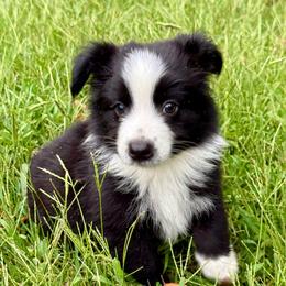 Max - Black & white male Miniature Australian Shepherd puppy in Patterson, North Carolina from DreamLine Aussies