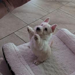 Scottish Terrier Puppies from Duran's Scotties