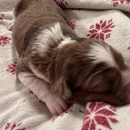 Aussiedoodle Puppies from A Dose Of Doodle