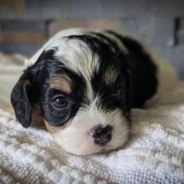 Tri Color Boy-2 - Tri-color male Cavapoo puppy in San Diego, California from WW Cavapoos