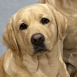 Abby - Labrador Retriever