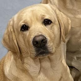 Abby - Labrador Retriever
