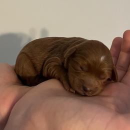 Sid - Red  male Goldendoodle puppy in Sugar City, Idaho from Idaho Sugar Doodle Pups