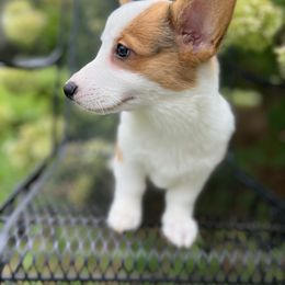 Pembroke Welsh Corgi puppies from Rose Brier Pembroke Welsh Corgis