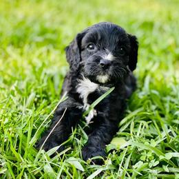 Cavalier King Charles Spaniels, Cavapoos, and Pembroke Welsh Corgis from Griffins Puppies