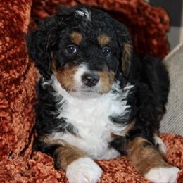 Bernedoodle and Cockapoo Puppies from Waggle Doodles