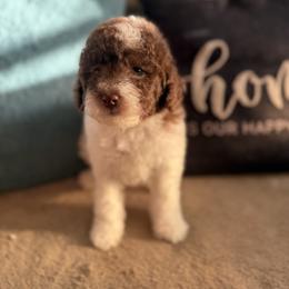 Boy 2 - male Poodle puppy in Kissimmee, Florida from Unique Poodles