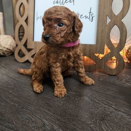 Dark pink girl - Red  Goldendoodle puppy in Wellford, South Carolina from 4goldendoodles