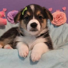 Gidget - White and red female Pembroke Welsh Corgi puppy in Austin, Texas from Cutest Corgi's of Austin