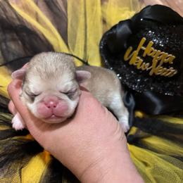 Pink collar - Cream female Pug puppy in Tucson, Arizona from Furever Friends