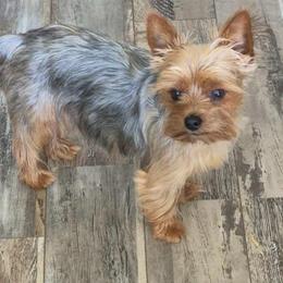 Noah - Yorkshire Terrier