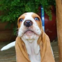 Basset Hounds from Clevenger Farms
