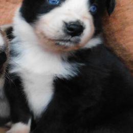 Australian Shepherd Puppies from Wagon Wheel Aussies