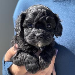 Raisin - Black and white female Cavapoo puppy in Boardman, Ohio from Taliaferro Kennel