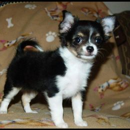 Chihuahua Puppies from Lucky Star Chihuahuas