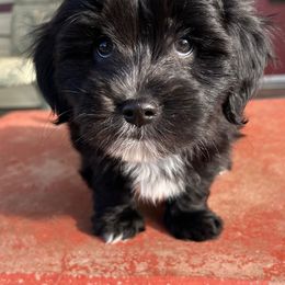 Companion Crosses from V & V Kennels