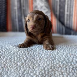 Porter - Chocolate male Dachshund puppy in Pflugerville, Texas from Dream A Dream Dachshunds
