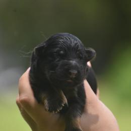 Tan collar female - Black and red female German Shepherd puppy in Marianna, Florida from Haus M Godwin
