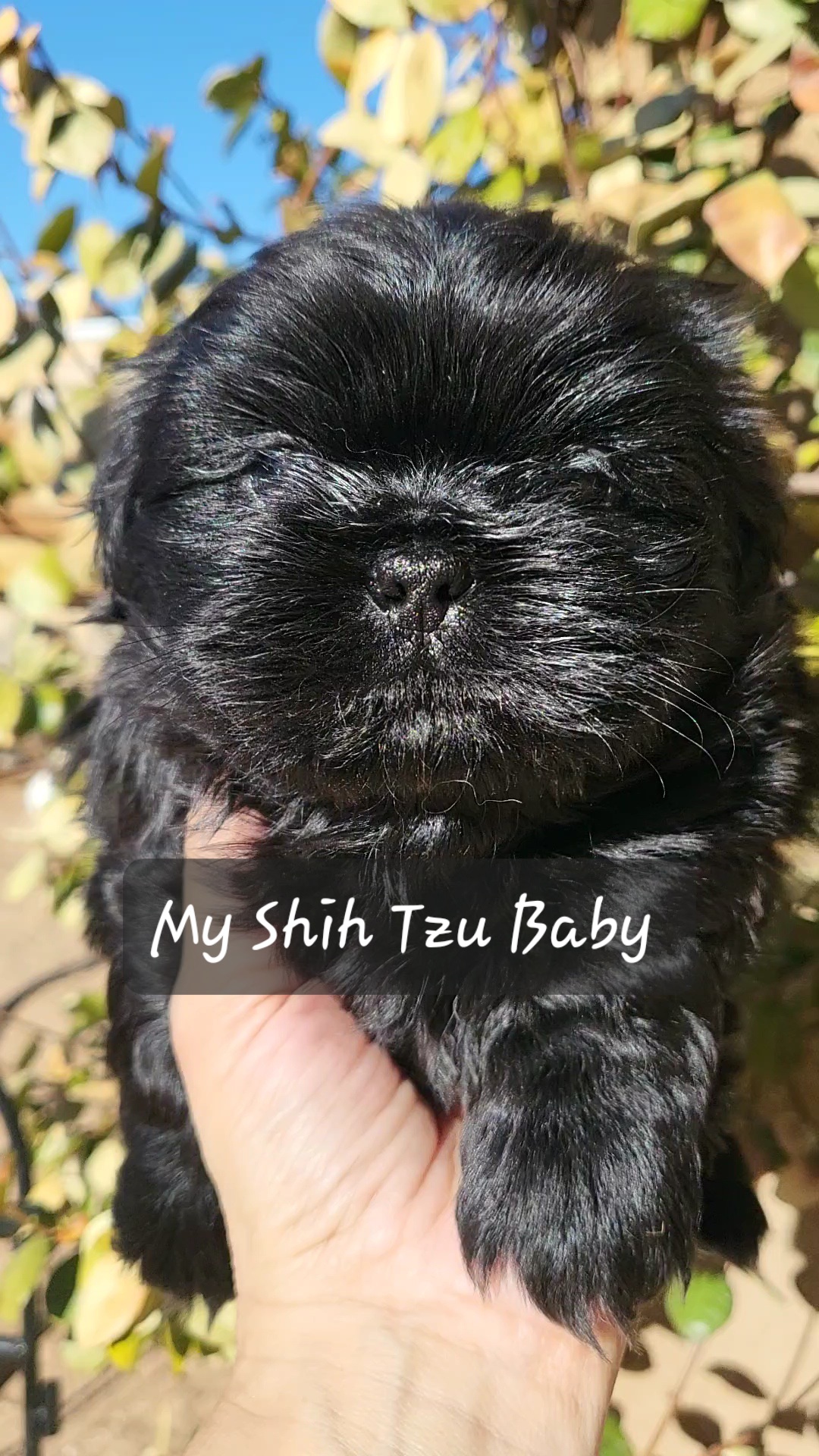 Shih Tzu Puppies from My Shih Tzu Baby