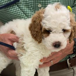 Sage - female Golden Mountain Doodle puppy in Travelers Rest, South Carolina from Bailey Mountain Doodles
