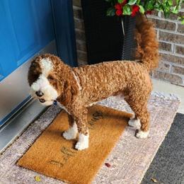 Ollie - Goldendoodle