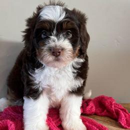 Mae - Tri-color female Bernedoodle puppy in Horseshoe Bend, Idaho from Over the Moon Poodles and Doodles