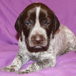 German Shorthaired Pointer Puppies from GLC Pointers