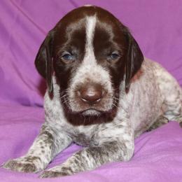 German Shorthaired Pointer Puppies from GLC Pointers