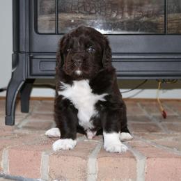 Newfoundland Puppies from Newfforu