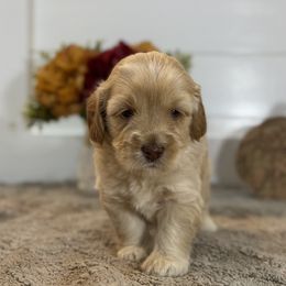 Crêpe - Caramel ice male Australian Labradoodle puppy in Fremont, New Hampshire from Birchwood Labradoodles